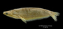 Epapterus blohmi FMNH 94854 1 para lat